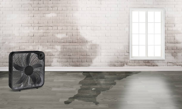 Best Flood damage cleanup  in Seymour, WI